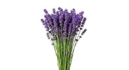 Naklejka premium Isolated bunch of lavender flowers for aromatherapy or medicinal applications studio shot