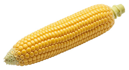 Isolated corn on the cob, ready to eat, summertime harvest, yellow sweetcorn, food source