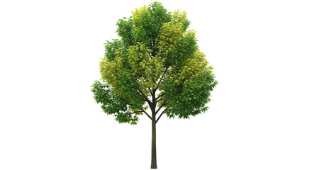 Isolated Tree in the Springtime Sunlight with Bright Green Foliage against No Background