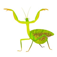 bug praying mantis 2