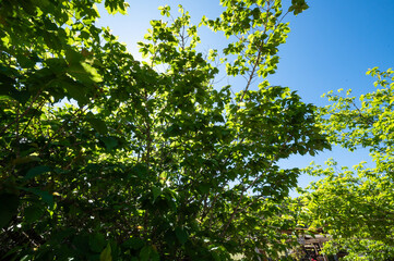 ÁRVORES FOLHAS RAIOS DE SOL 