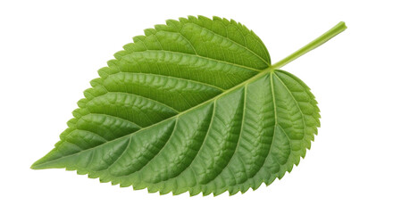 Isolated Green Leaf, Close-up of Botanical Specimen with Detailed Texture and Vein Structure