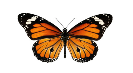 Isolated beautiful monarch butterfly, natural wildlife species insect, colorful beauty