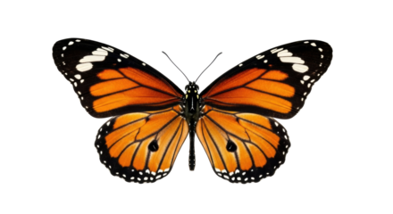 Isolated beautiful monarch butterfly, natural wildlife species insect, colorful beauty