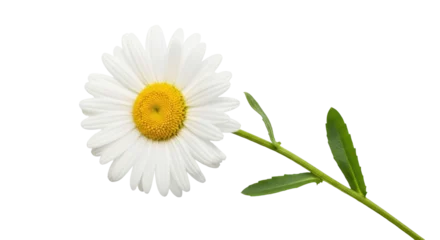 Fototapete Rund Gänseblümchen Isolated white daisy flower head with stem and leaves, a beautiful blossom detail  © Lena
