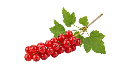 Isolated branch of red currants with green leaves, ripe and fresh, a summer fruit season