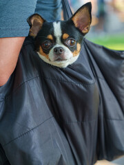 Small Dog in Travel Bag with Curious Expression