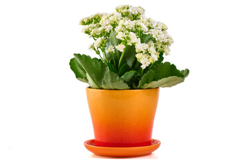 White Kalanchoe Blossfeldiana in Pot, isolated on white background