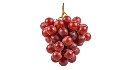 Isolated bunch of ripe red grapes still on the vine ready to be consumed as a healthy snack