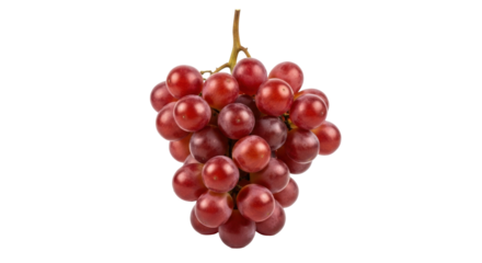 Isolated bunch of ripe red grapes still on the vine ready to be consumed as a healthy snack