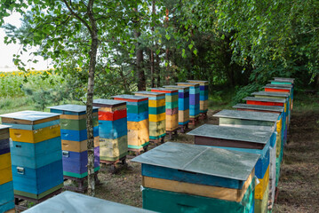 A row of colorful beehives in an apiary near the forest and a sunflower field. Apiary with rows of bright beehives near a sunflower field to increase nectar collection productivity