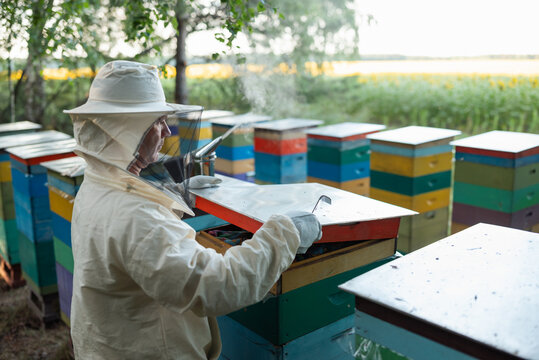 Beekeeper checking a hive using a smoker and tools. A beekeeper in a white protective suit and veiled mask opens the telescoping top cover of a colored beehive, using a smoker to calm the bees