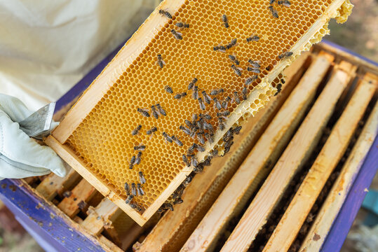 Beekeeper holding a frame with honeycomb covered in bees for inspection. Frame of honeycombs with bees being taken out by a beekeeper's hand in a protective glove, honey production, hive inspection