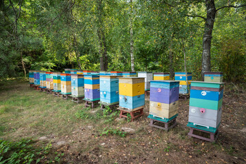 Row of multi-tiered, colored beehives in a wooded apiary. Multi-storey wooden beehives lined up in a forest apiary in the shade of trees, traditional beekeeping, ecological honey production