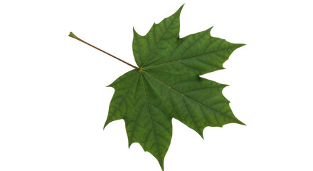 Isolated Green Maple Leaf Details Seasonal Change in Autumn and Fall Nature Concept
