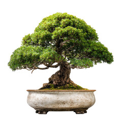 Lush green bonsai tree with a thick, gnarled trunk and extensive branches, nestled in a wide, shallow, off-white pot
