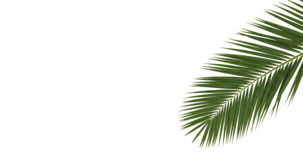 Obraz premium Isolated palm frond for designs about the tropics, summer, vacations, or tropical islands