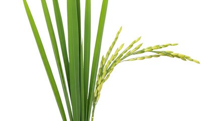 Isolated uncooked rice panicle with young grains, fresh green leaves of Oryza sativa plants
