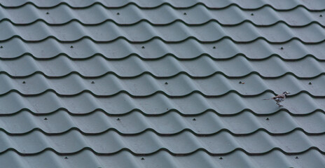 A small bird on a green metal tile roof. Minimalistic scene with geometric rhythm of roofing sheets, combining urban architecture with a touch of wildlife.