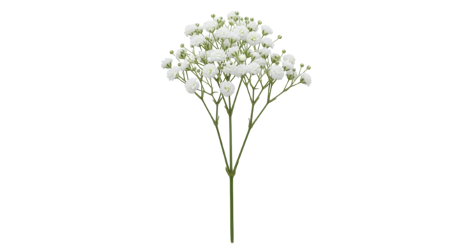 Isolated blooming gypsophila branch with tiny white flowers for weddings and special occasions