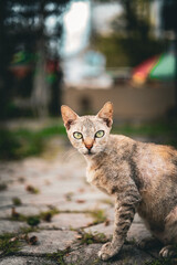 Portrait Eye Level Detail Domestic Feline Outdoors on a Cloudy Day