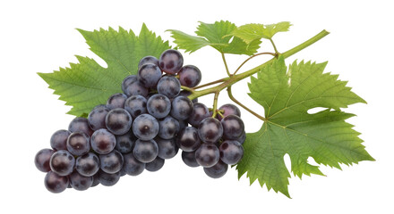 Fototapeta premium Isolated bunch of fresh ripe grapes with leaves, vibrant food photography still life