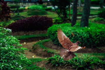 Majestic Brown Dove in Flight over Lush Greenery Landscape