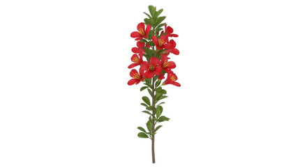 Isolated branch with red flowers on a long stem for wedding decor and floral design use