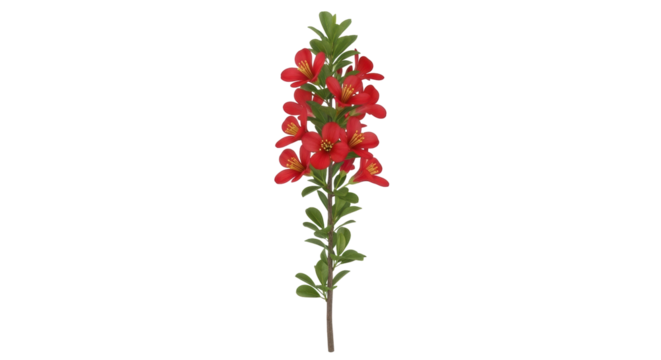 Isolated branch with red flowers on a long stem for wedding decor and floral design use