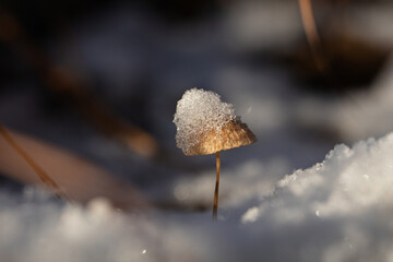 mushroom in snow