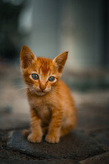 Portrait Adorable Close-up Ginger Kitten with Blue Eyes Charming Look