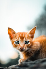 Close Up Striking Orange Kitten with Piercing Blue Eyes, Domestic Feline