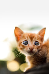 Adorable Close-up Portrait of a Ginger Kitten with Big Blue Eyes