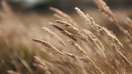Fototapeta premium Close-up of a group of tall, dry grass blades. the blades are golden brown in color and appear to be swaying in the wind.