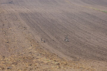 Naklejka premium European roe deer resting on a tilled field