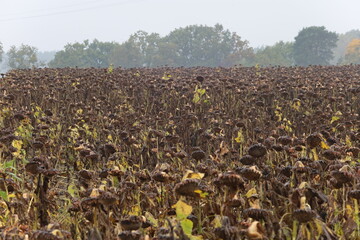 Withered sunflower field at the end of autumn