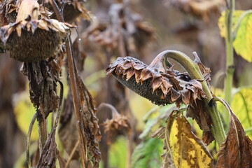 Withered sunflower after rain at the end of autumn