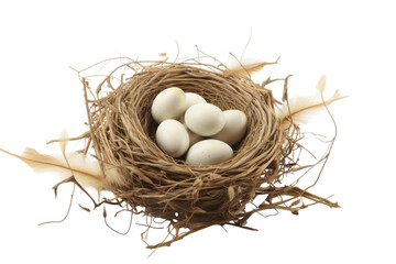 Bird's nest with eggs and feathers