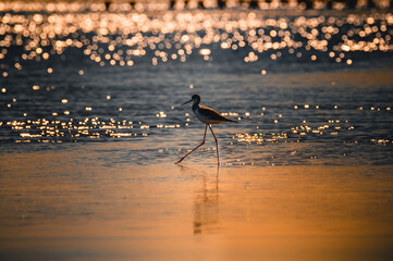 heron at sunset