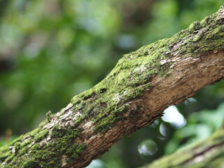 mossy on tree with rain season make tree green