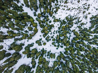 Aerial top down of snow covered tree tops in mountain forest Trikala winter in Greece © Andrew