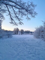 a magical frosty dawn in the forest, with the trees covered in frost