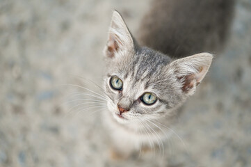 The kitten's head from above