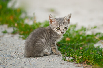 A very skinny, unhappy little tabby kitten