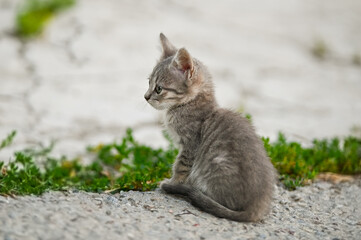 A very skinny, unhappy little tabby kitten
