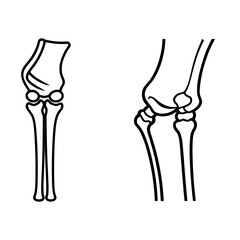 Anatomical diagram of the human elbow joint in two views showing bones and articulation