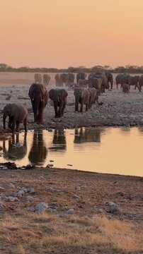 A large herd of African elephants approach a waterhole at sunset, Etosha National Park, Namibia.