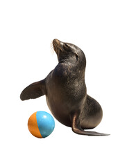 Naklejka premium Sea lion doing circus attraction with ball on its nose on transparent background.
