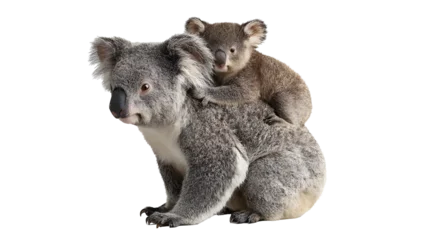 Fotobehang Koala Koala with baby on its back isolated on a transparent background  © Yijia