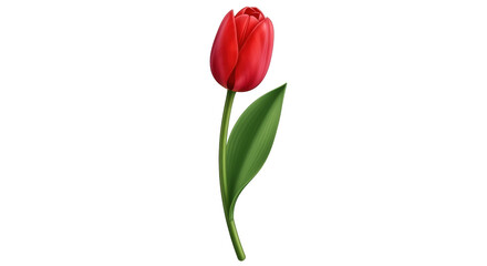 Obraz premium Isolated red tulip with green stem and single leaf, graceful spring bloom, symbol of love